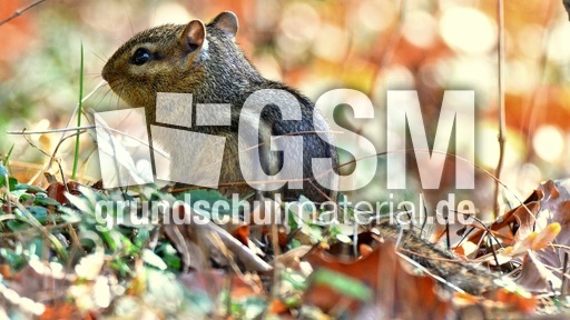 Streifenhörnchen (2).jpg